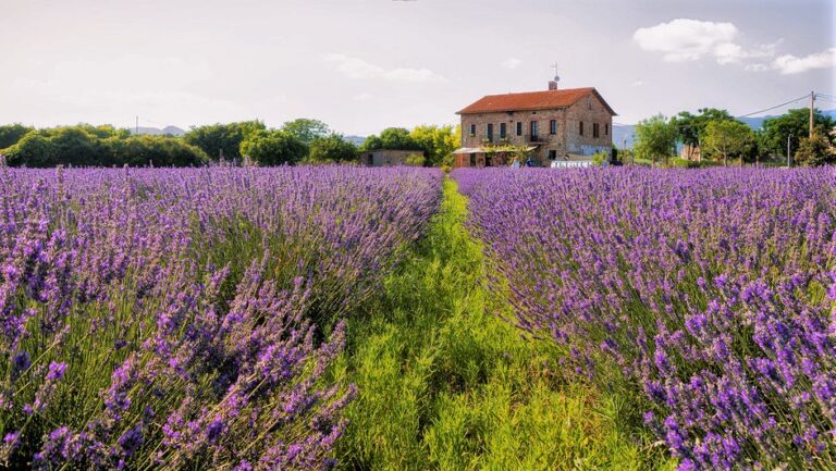 Escapada de flores en campos de lavanda cerca de Barcelona