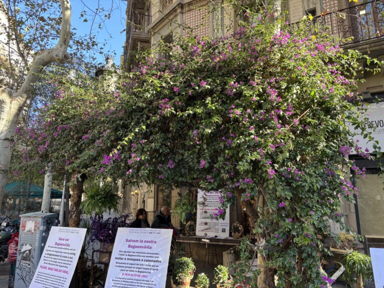 En Barcelona, ​​la defensa de una buganvilla se convierte en un asunto público