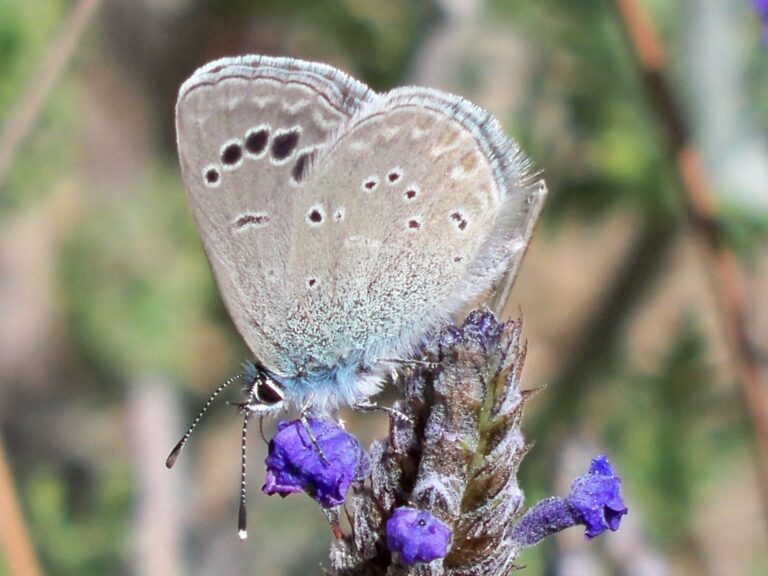 Destrucción masiva de la vida silvestre en Cataluña