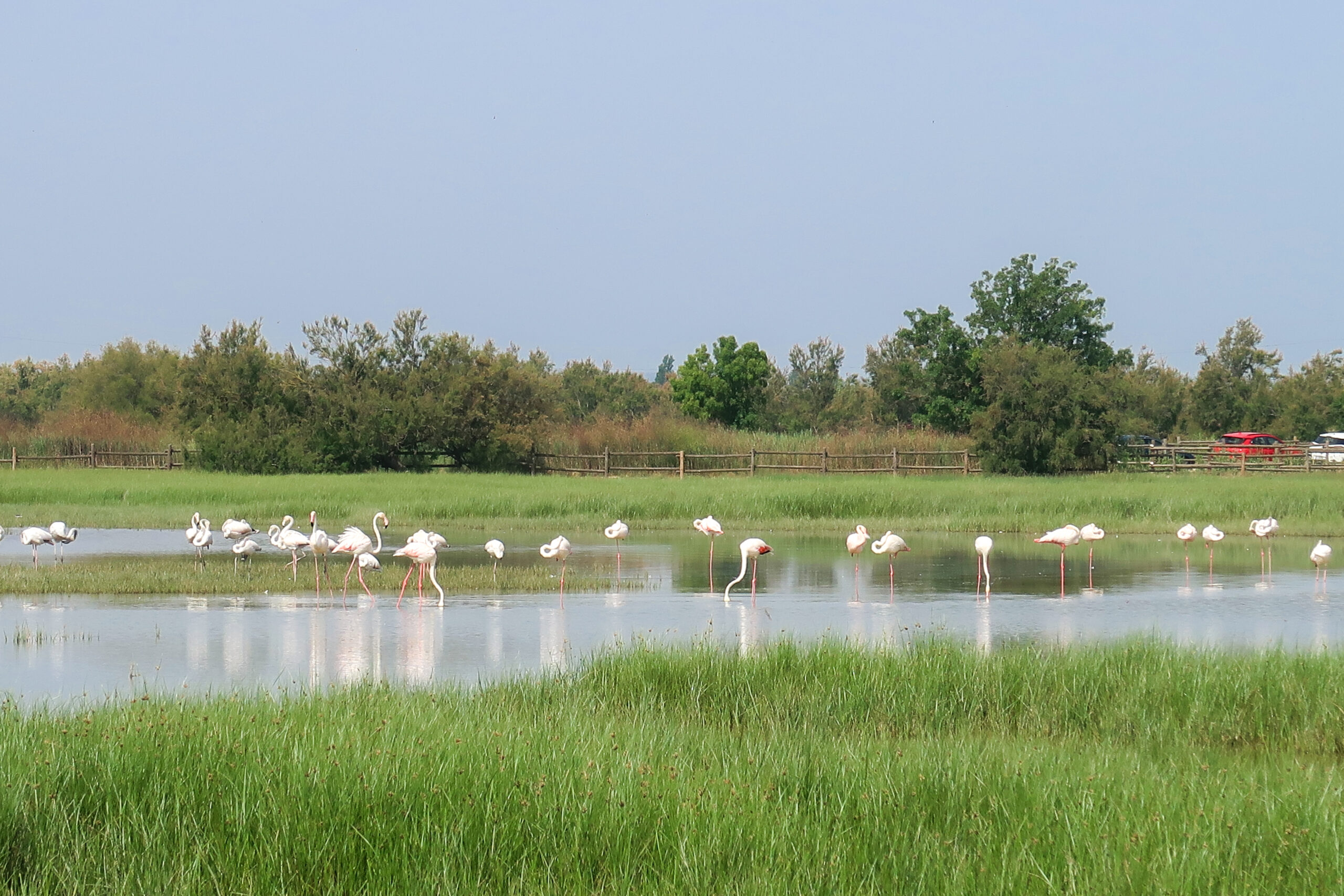 Aiguamolls 5 escalado