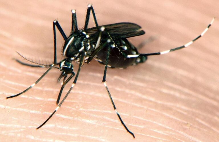 Invasión de mosquitos y mariposas gigantes: un comienzo sin precedentes de verano en Barcelona