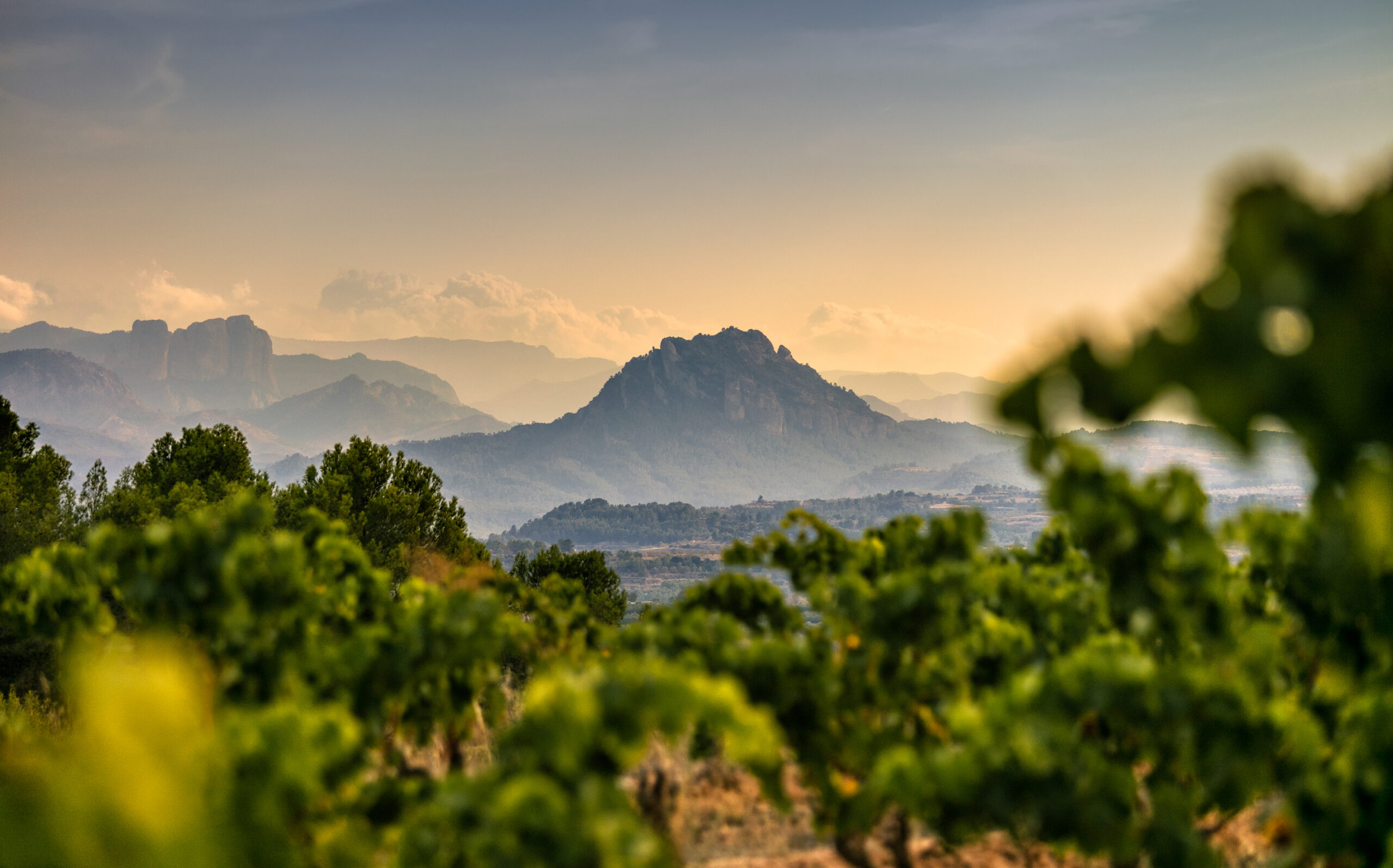 Vignes Catalonia Buena Ruta