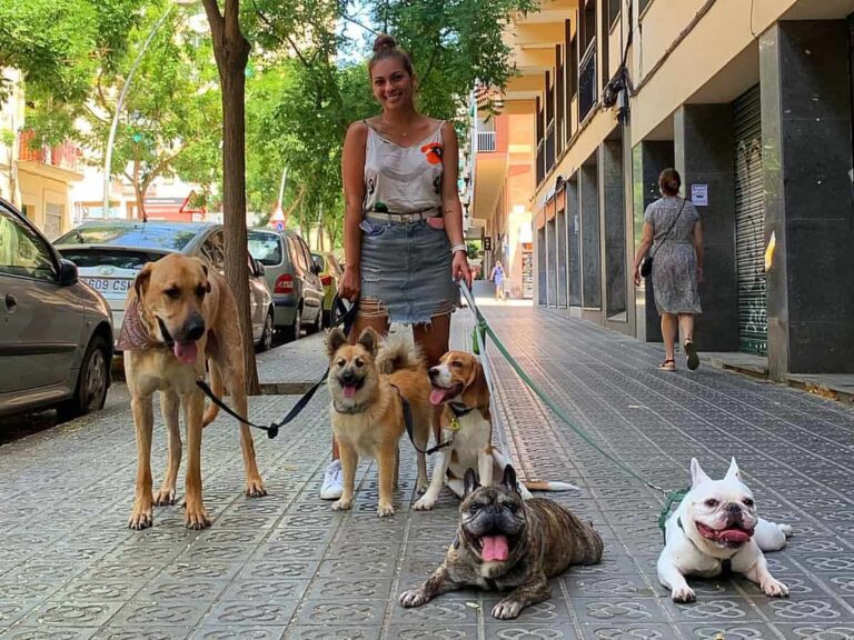 Barcelona: la ciudad donde los animales son tratados como reyes