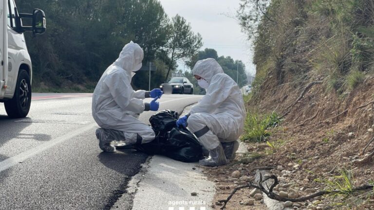 Epidemia de peste porcina en Cataluña: el ejército como refuerzo