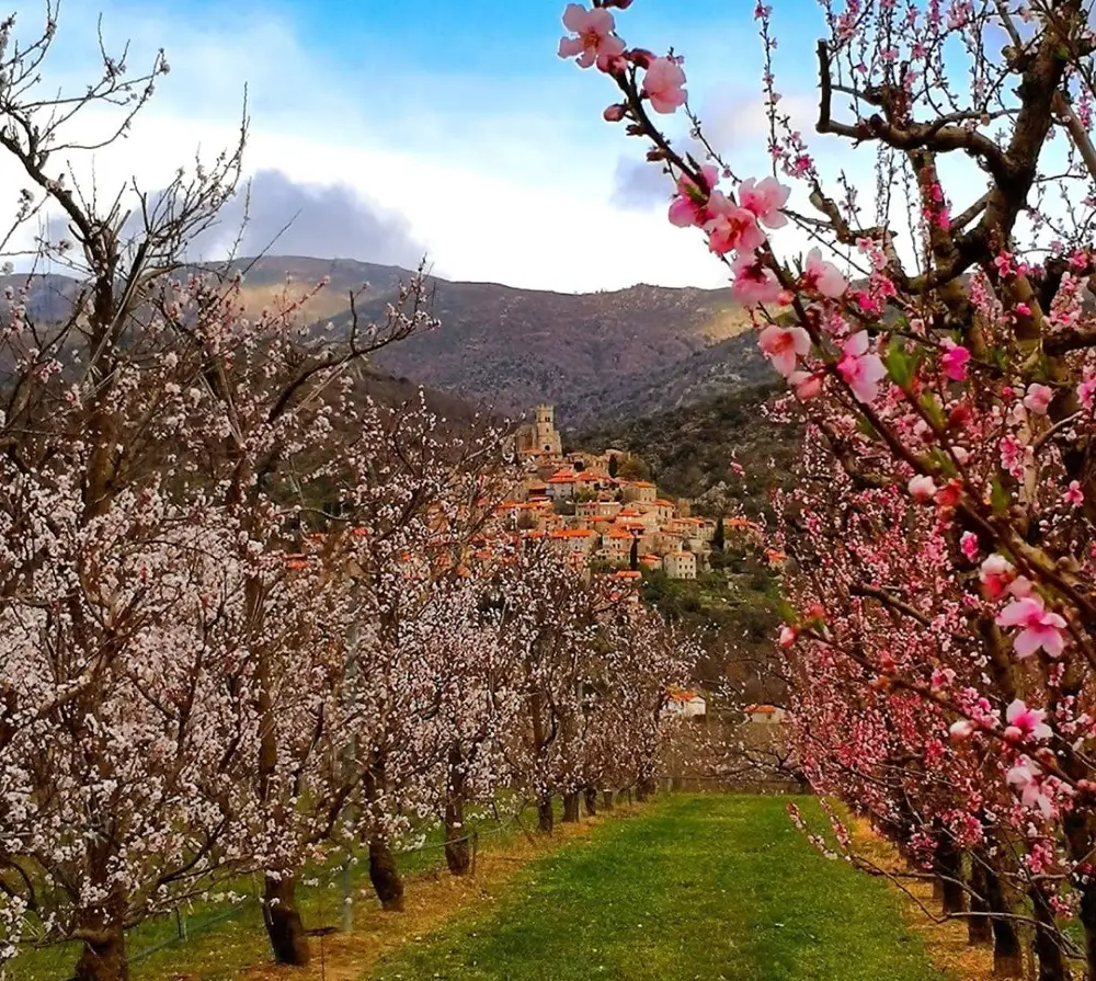 huertos de cataluña en flor 