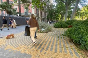Por qué Barcelona quiere eliminar más de 24.000 plátanos