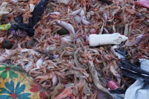 En Barcelona los pescadores recogen casi tantos residuos como pescado