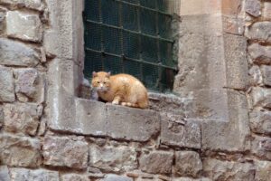 ¿Cómo viven vuestros perros y gatos la expatriación en España?