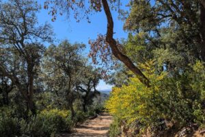 A 45 minutos de Barcelona, ​​una caminata por el bosque entre cascadas y herencia catalana